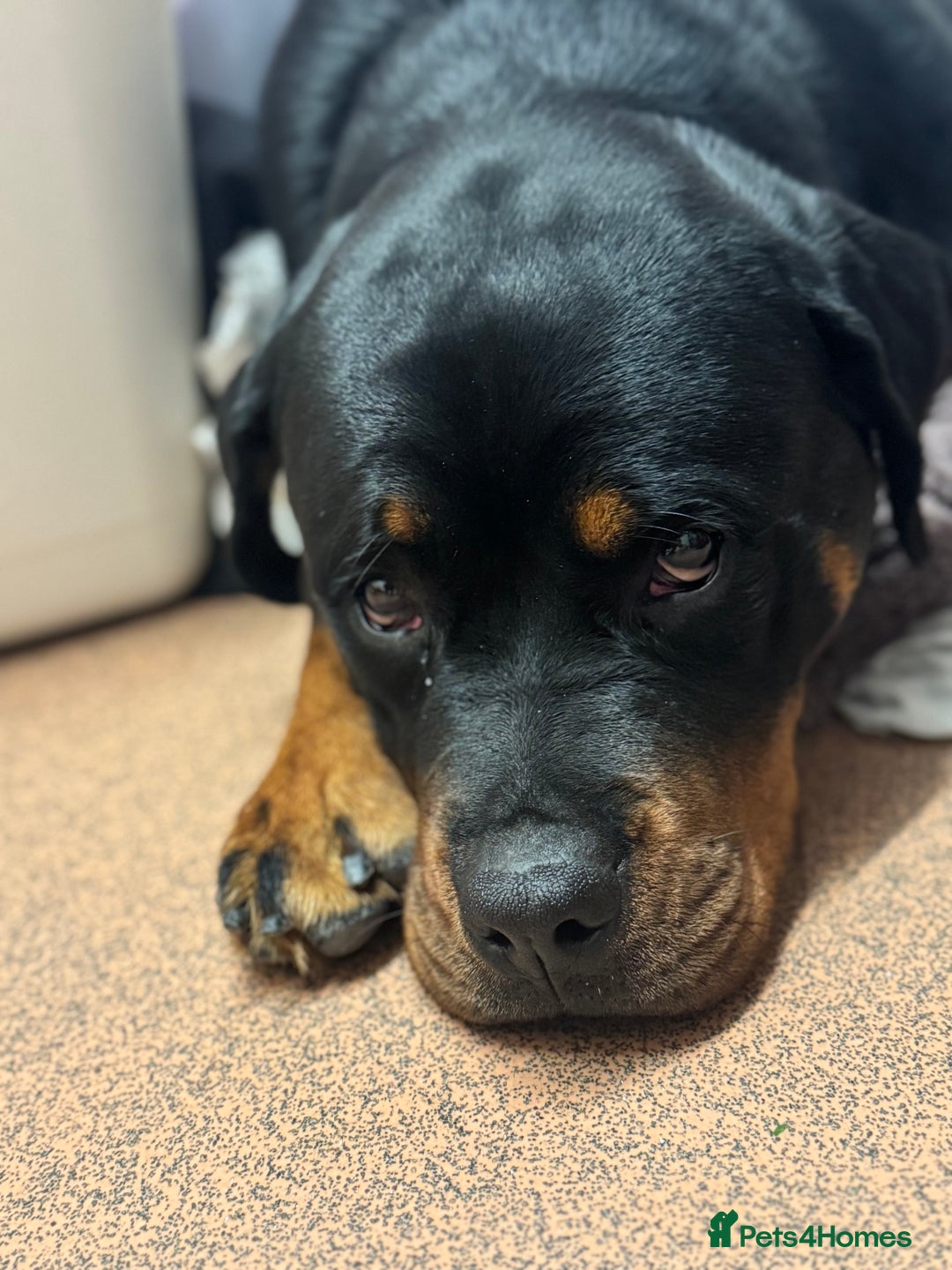 Rottweiler dogs for sale: 14 month old female Rottweiler  - Advert 5