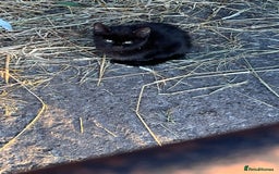 Mixed Breed cats for sale: Kittens ready for new homes  - Image 6