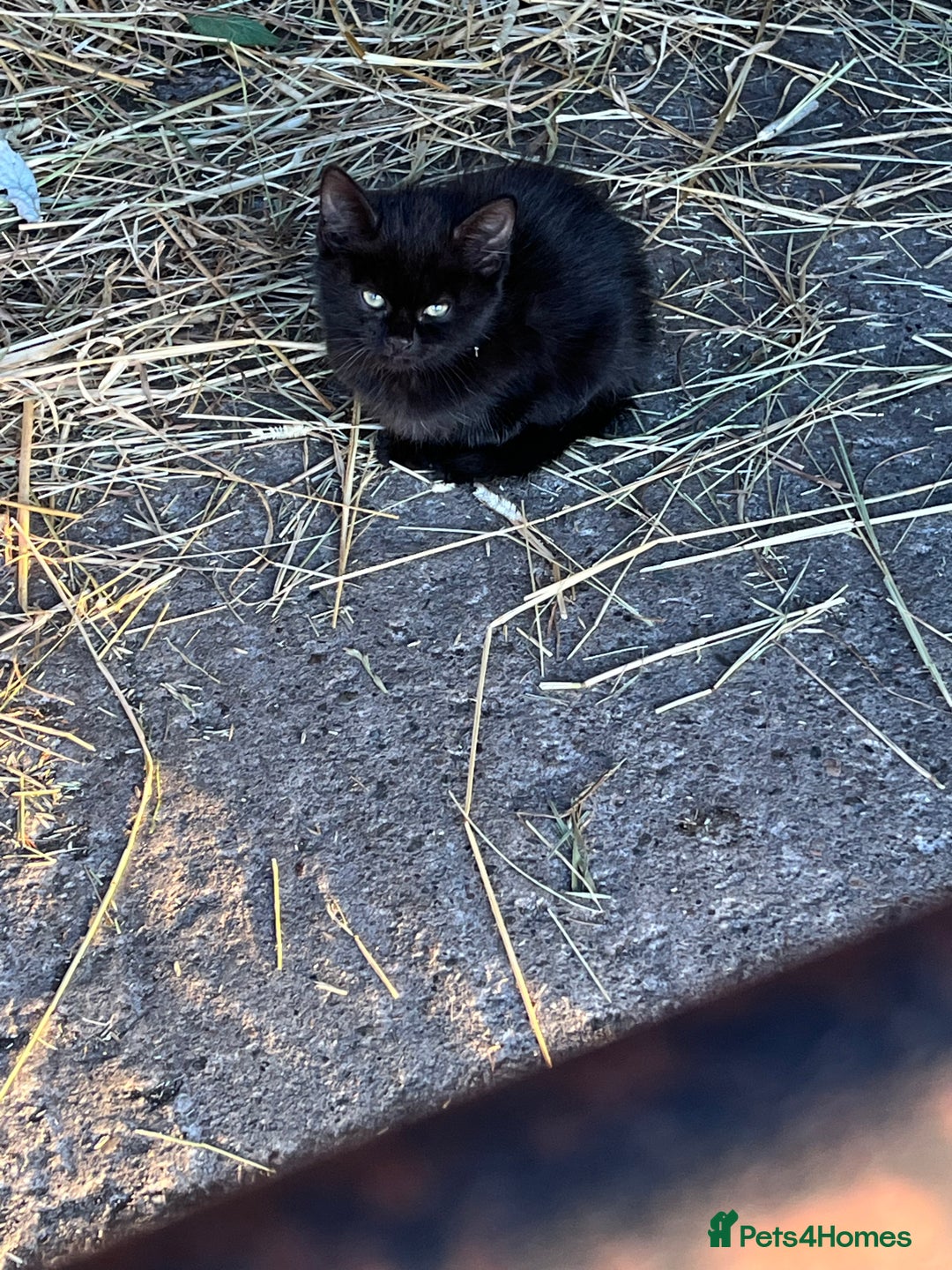 Mixed Breed cats for sale: Kittens ready for new homes  - Image 6