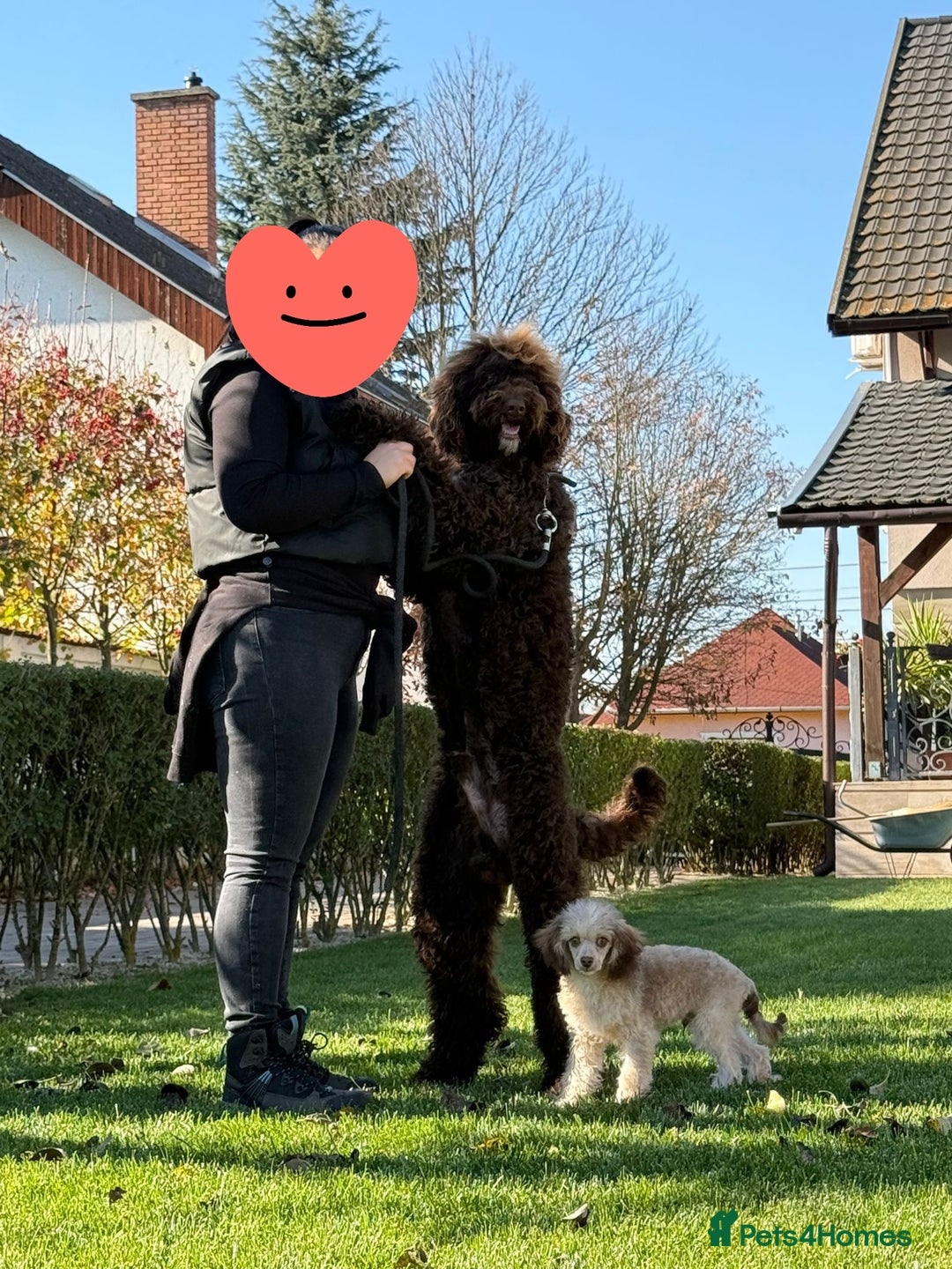 Standard Poodle dogs for sale: Exceptional Standard Poodle Puppies - Advert 24