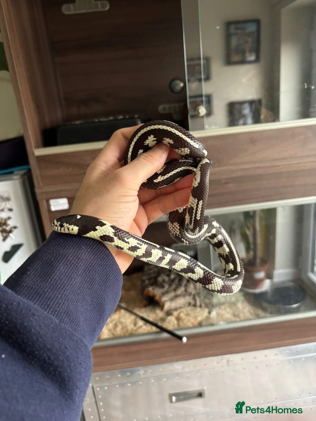 Python Snake reptiles for sale: Free to a good loving home  - Advert 7