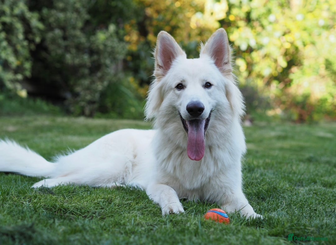 German Shepherd dogs for sale: Traditional Long Coat, Straight backed GSD Puppies - Advert 12