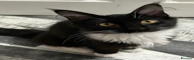 Maine Coon 3