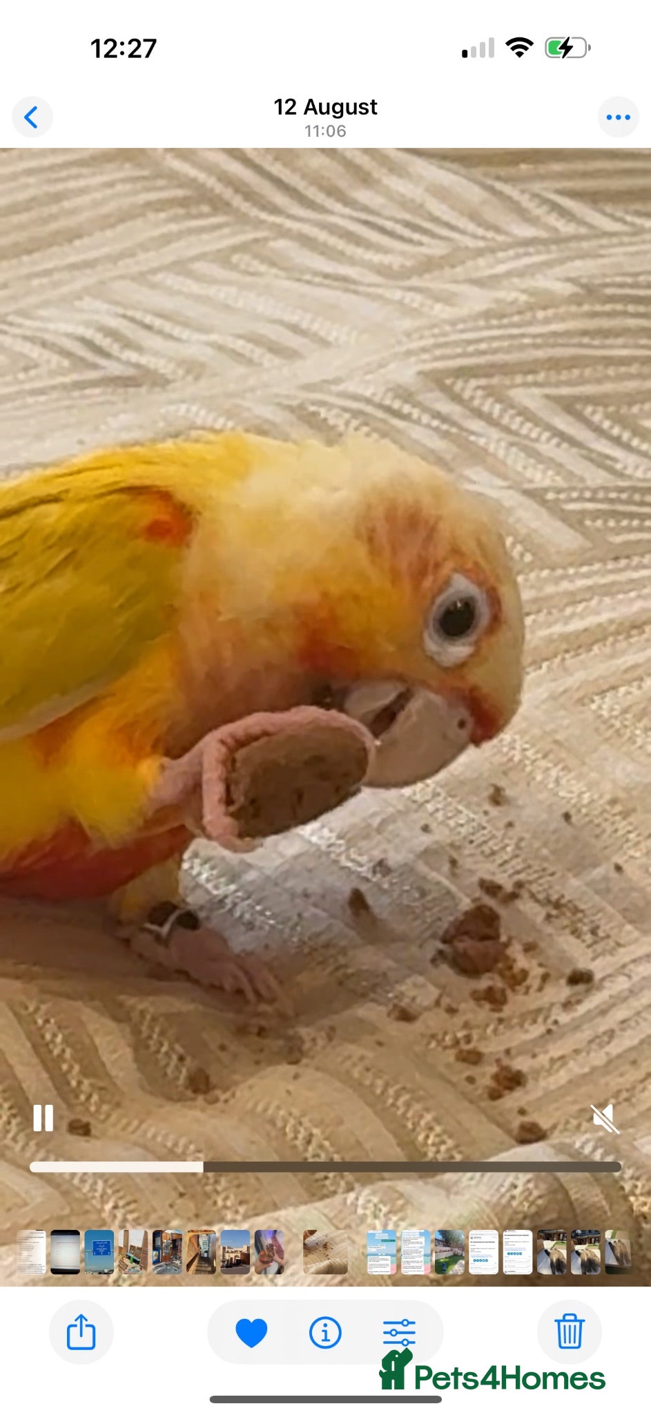 Conures birds 8 months old tamed conure-friendly- speaks & dance - Advert 2
