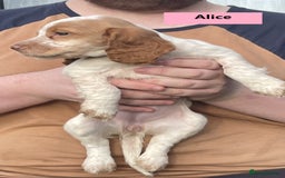 Cocker Spaniel dogs for sale: Stunning Working Cocker Spaniel Puppies - Image 9