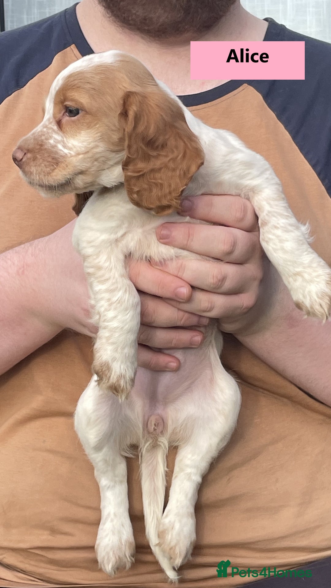 Cocker Spaniel dogs for sale: Stunning Working Cocker Spaniel Puppies - Image 9