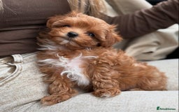 Maltipoo dogs for sale: Beautiful Toy Maltipoo Puppies - Image 8