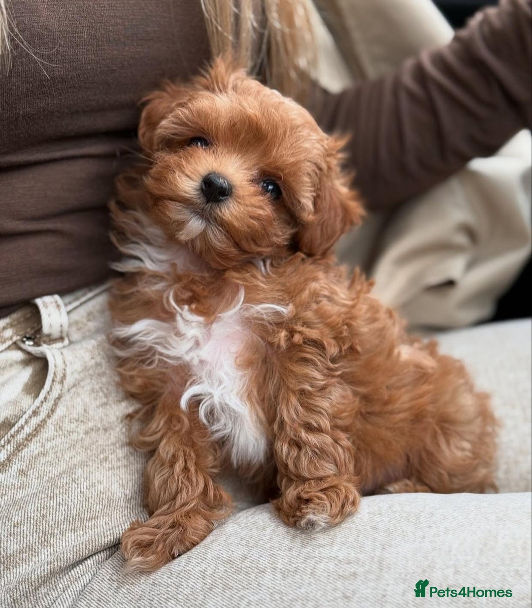 Maltipoo dogs for sale: Beautiful Toy Maltipoo Puppies - Image 8
