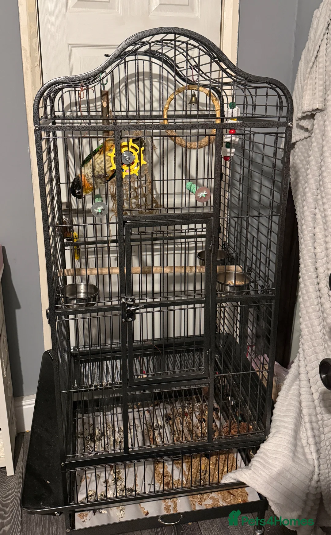 Parrots birds for sale: Black headed Caique parrot  - Advert 2