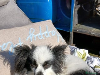 Mixed Breed dogs - Advert 2