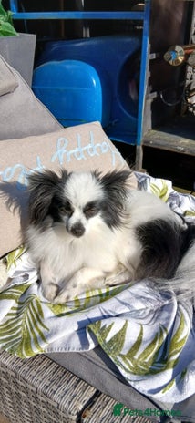 Mixed Breed dogs - Advert 2