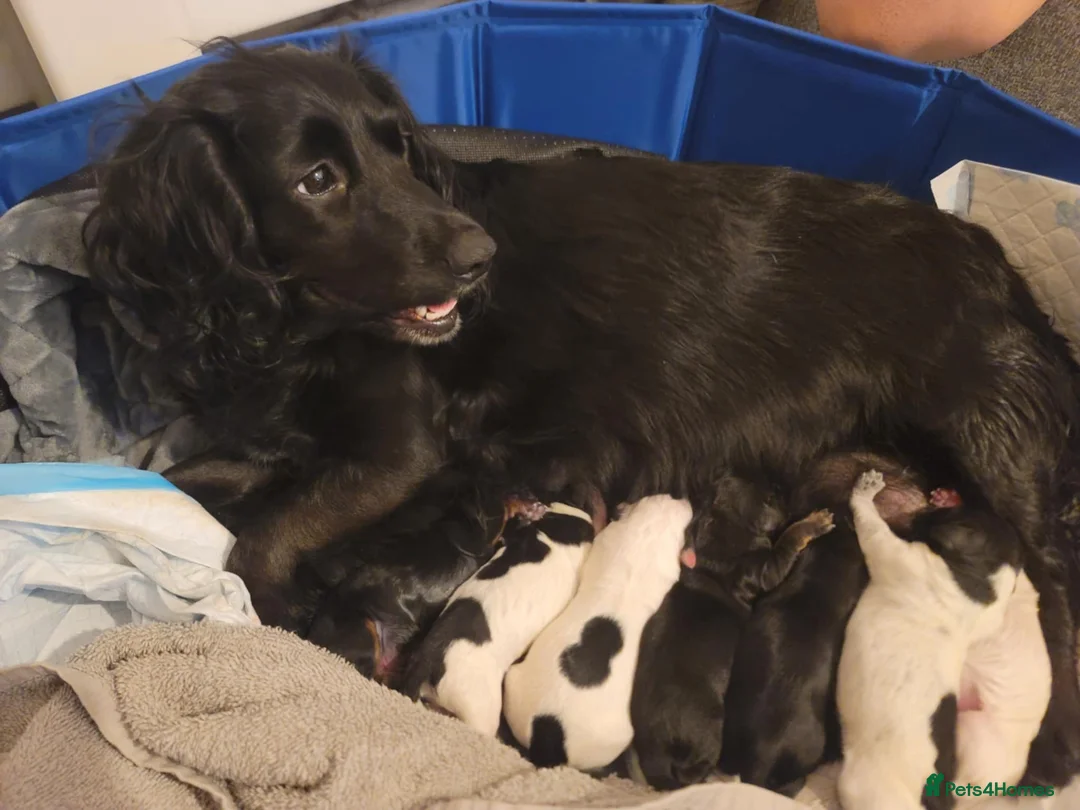 Cockapoo dogs for sale: The Magnificent fully-vaccinated Seven  in Romford - Advert 17