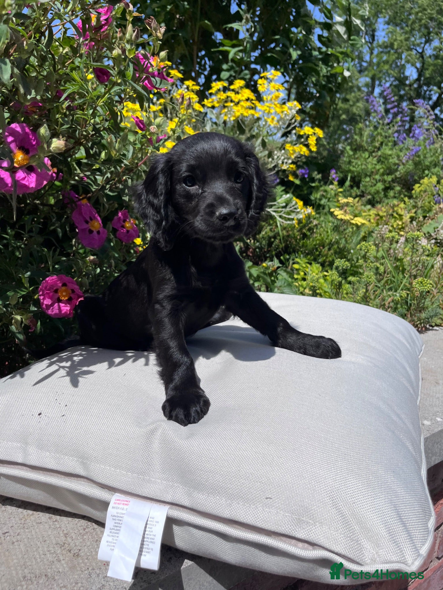 Cocker Spaniel dogs KC Health Tested Beautiful Cocker Spaniel Pups - Advert 1