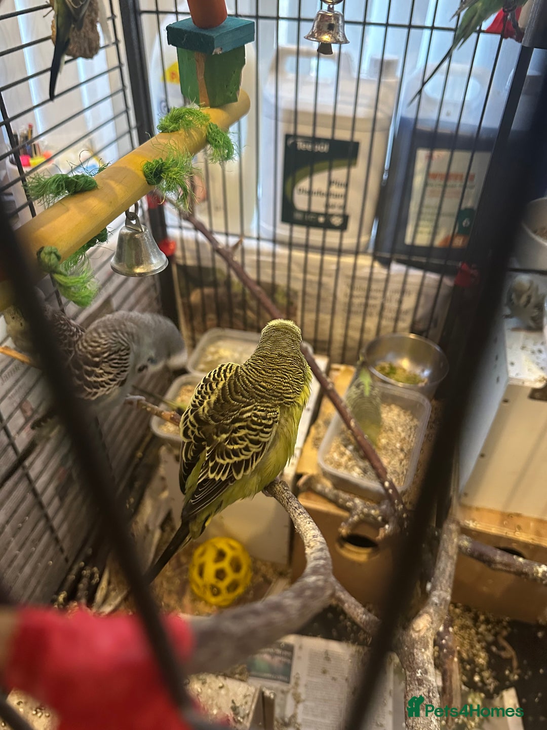 Budgerigars birds for sale: Mixed budgies - Advert 3