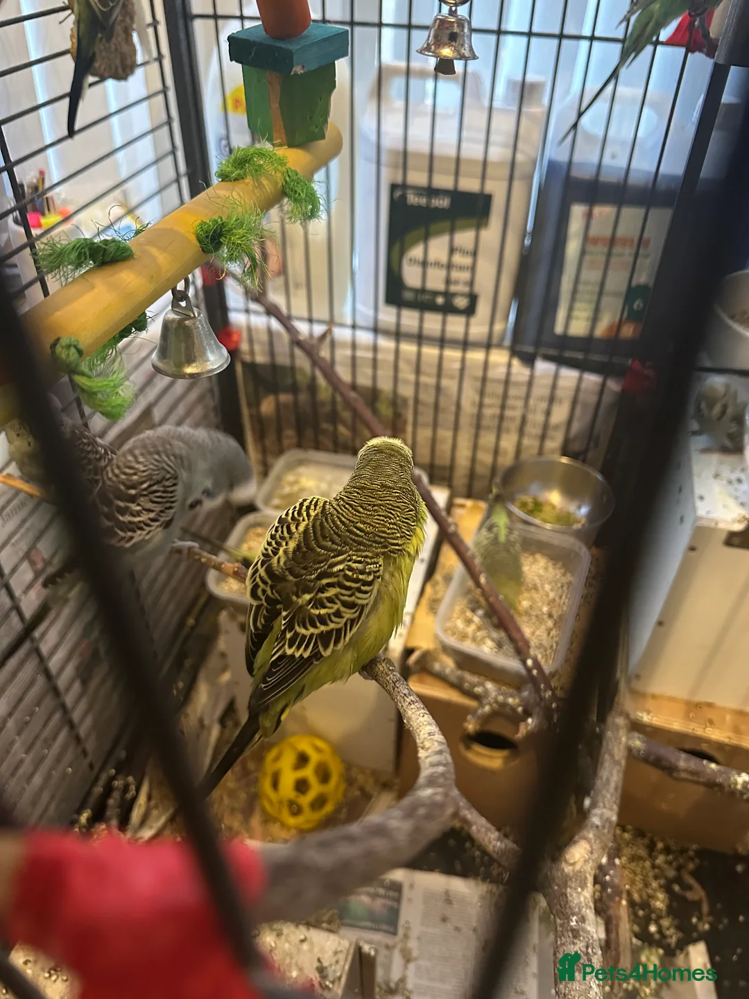 Budgerigars birds for sale: Mixed budgies - Advert 3