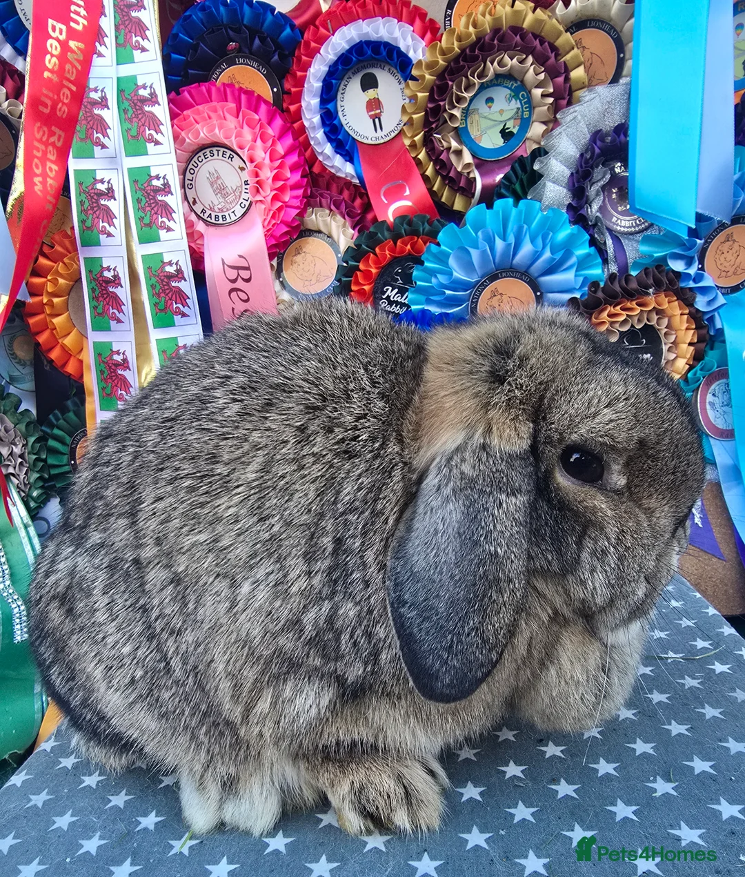 Mini Lop rabbits for sale: 3 gorgeous mini lops does available  - Advert 2