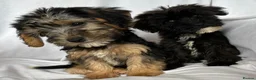 Mixed Breed dogs for sale: Sealyham X Poodle Puppies  - Advert 6
