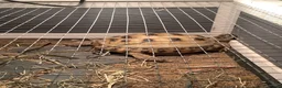 Tortoise reptiles for sale: Tiny the Horsfield tortoises in Chinnor - Advert 5