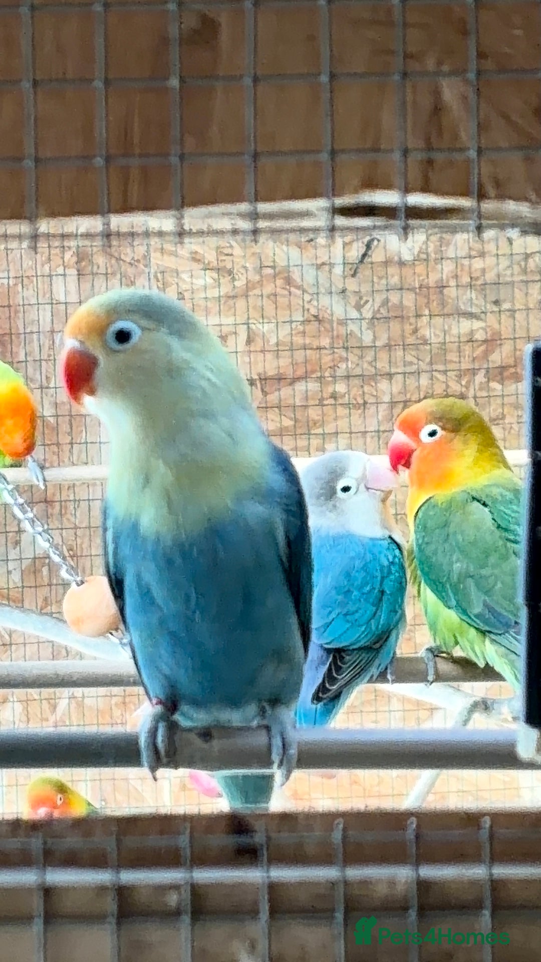 Lovebirds birds for sale: Colony of Fischer Lovebirds - Advert 1