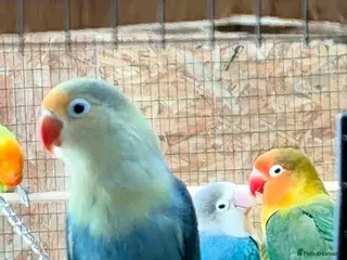 Lovebirds birds Colony of Fischer Lovebirds - Advert 11