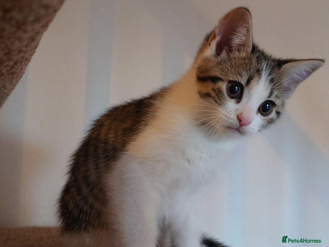 Mixed Breed cats for sale: 6 kittens of a Persian mum with Tuft ears. - Advert 36