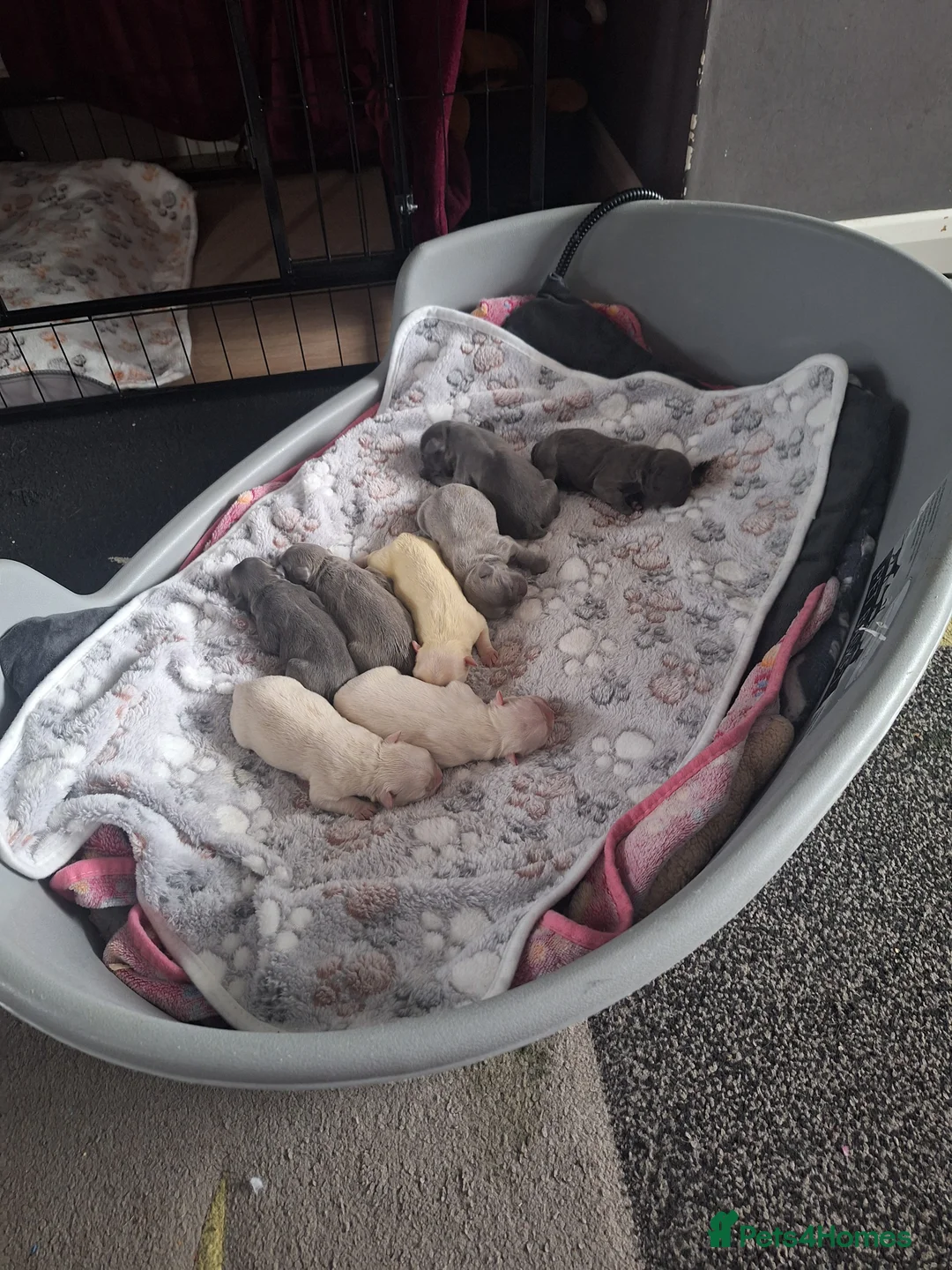 French Bulldog dogs for sale: Fluffy French Bulldog Puppies - Advert 2