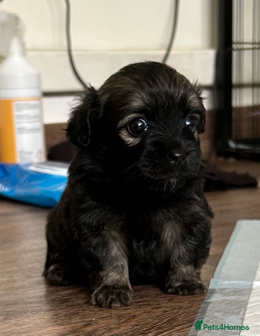 Mixed Breed dogs for sale: American cocker spaniel x Pomeranian  - Image 1