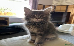 Maine Coon cats for sale: Purebred Maine Coons looking for a loving home 😻 - Image 19