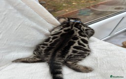 Bengal cats for sale: ❤️ GORGEOUS PURE BENGAL KITTENS ❤️ - Advert 16