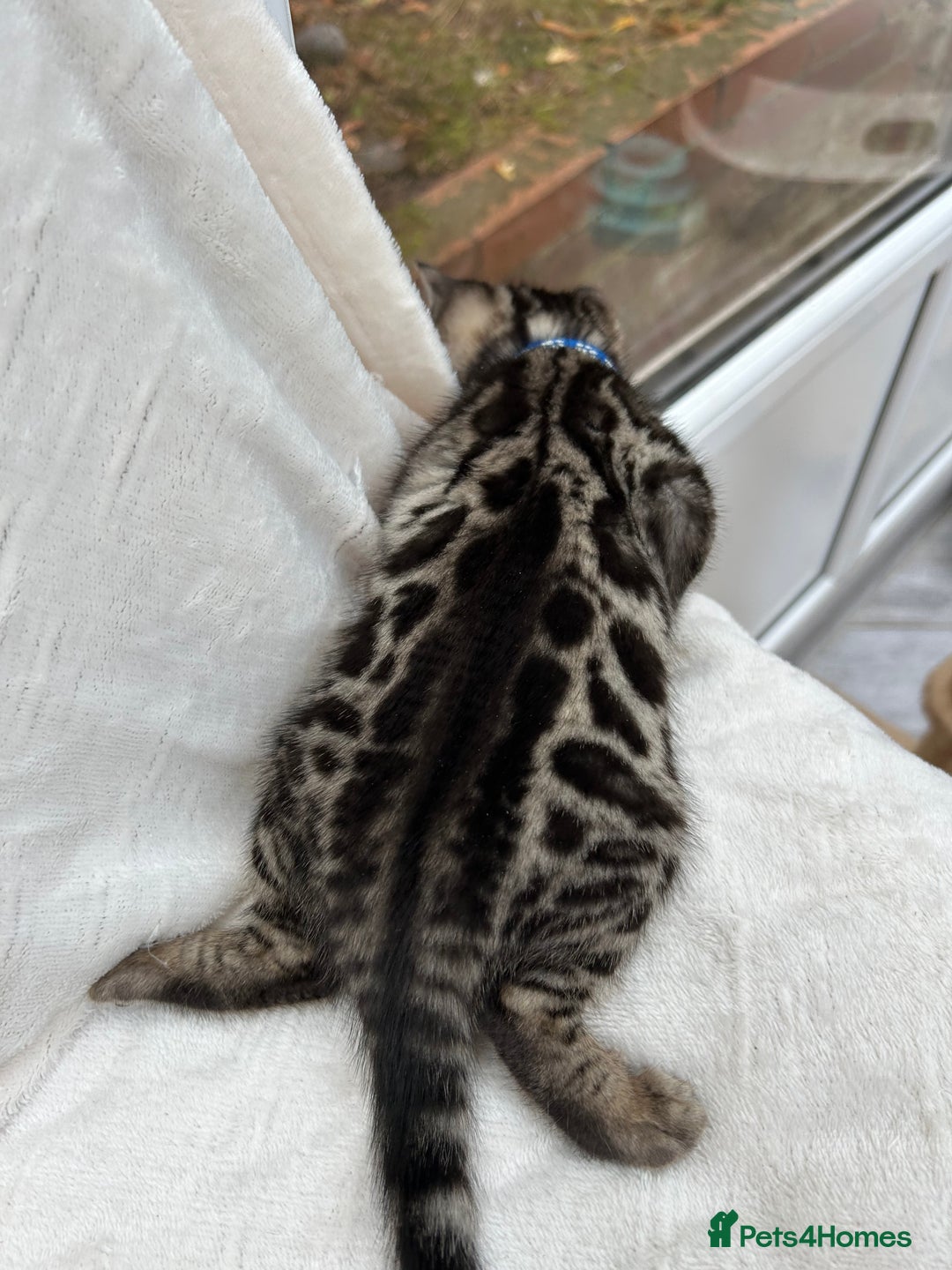 Bengal cats for sale: ❤️ GORGEOUS PURE BENGAL KITTENS ❤️ - Advert 16