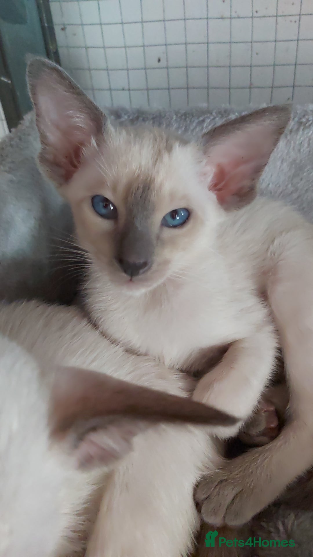 Oriental cats for sale: Full Pedigree Oriental 6 Kittens XL size ears GCCF - Image 25