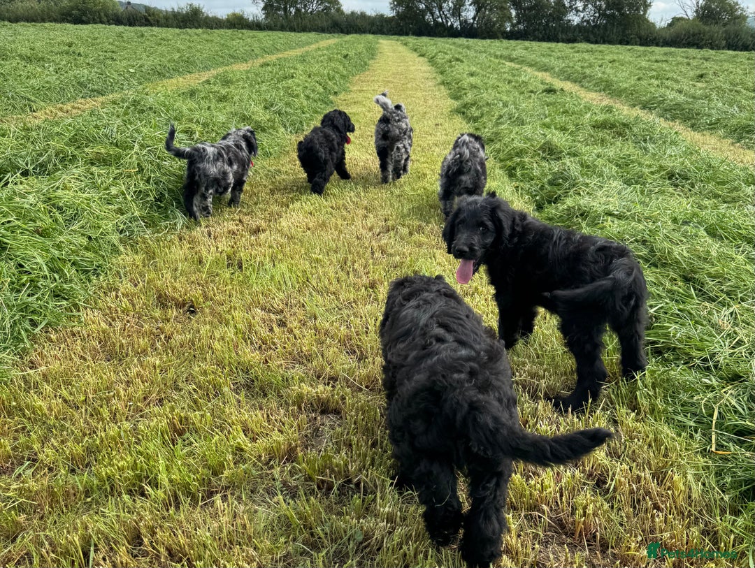Goldendoodle dogs for sale:  F1b golden doodle puppies ready to go.  in Llandeilo - Image 1
