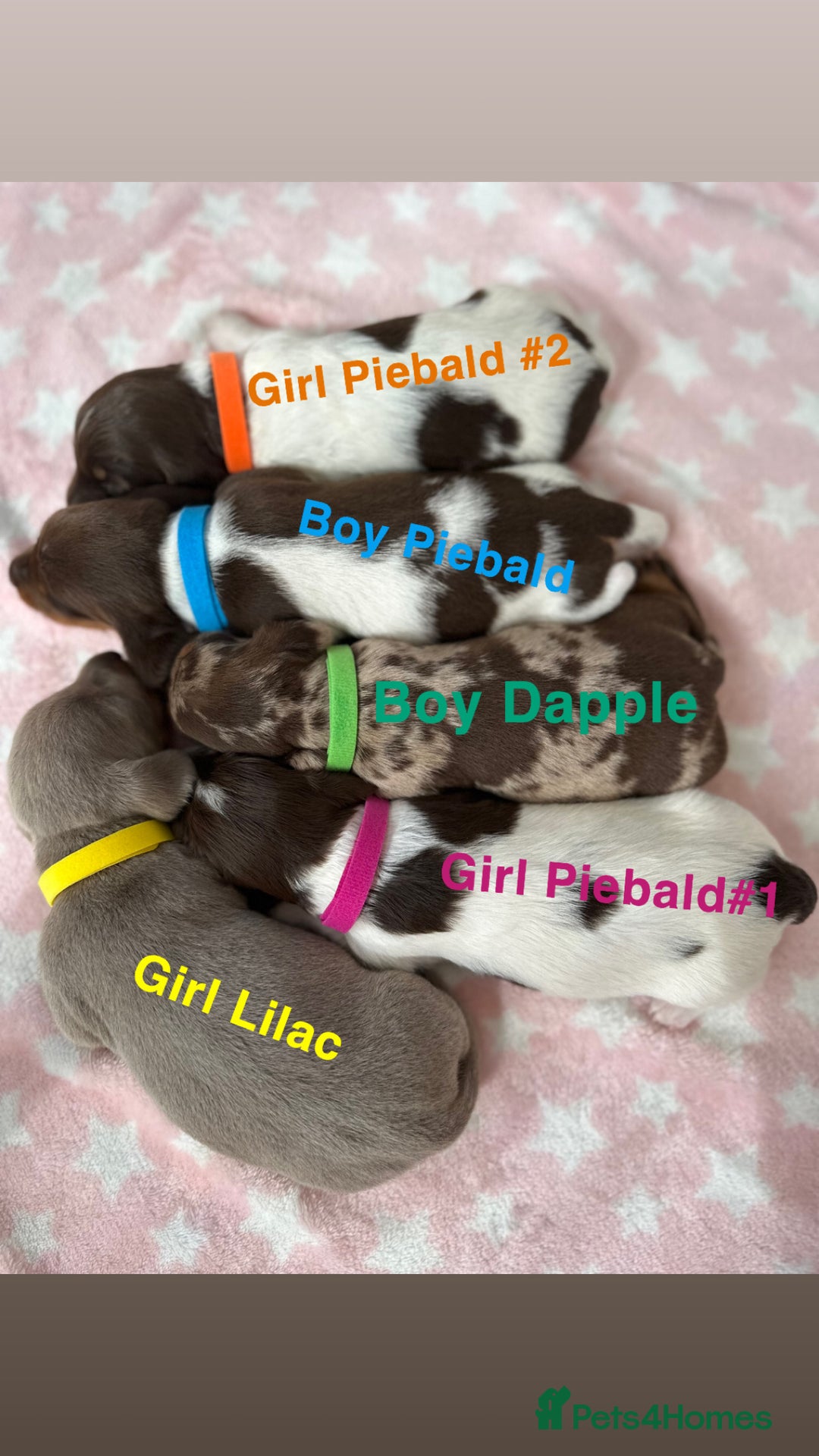 Dachshund dogs for sale: 5 dachshund puppies - Image 2