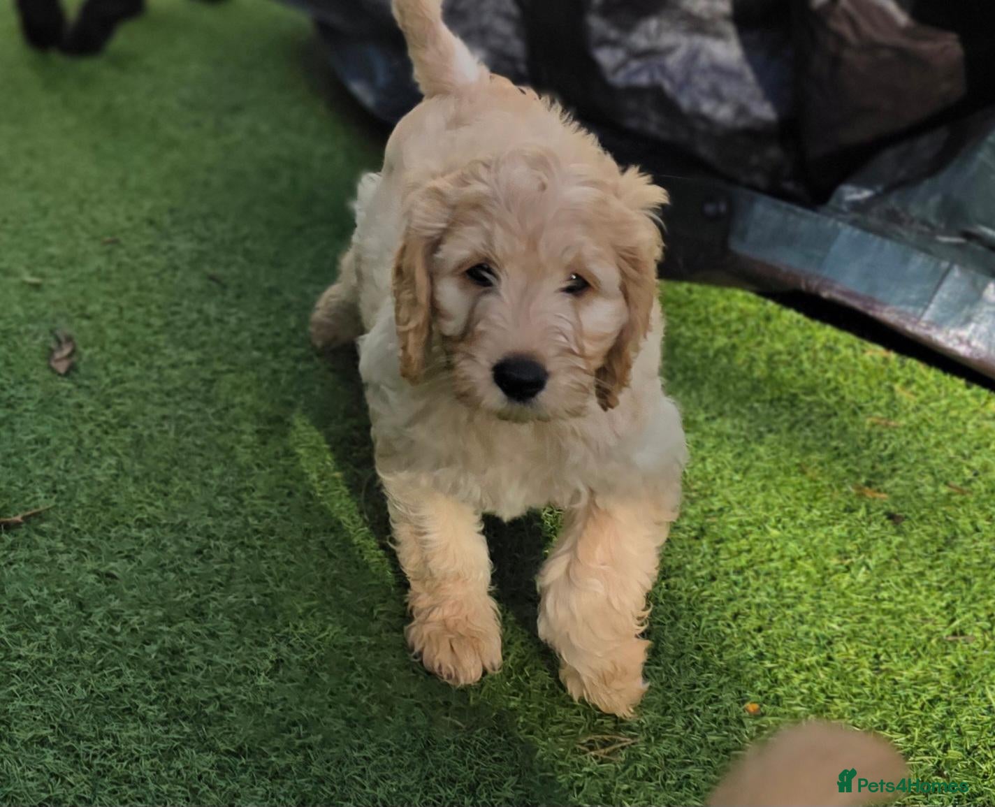 Labradoodle dogs 🐾 Beautiful F3 Std Labradoodle Boy **Reduced** - Advert 8