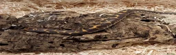 Boa Snake reptiles for sale: Beautiful, Juvenile, Captive-Bred Kenyan Sand Boas - Advert 14