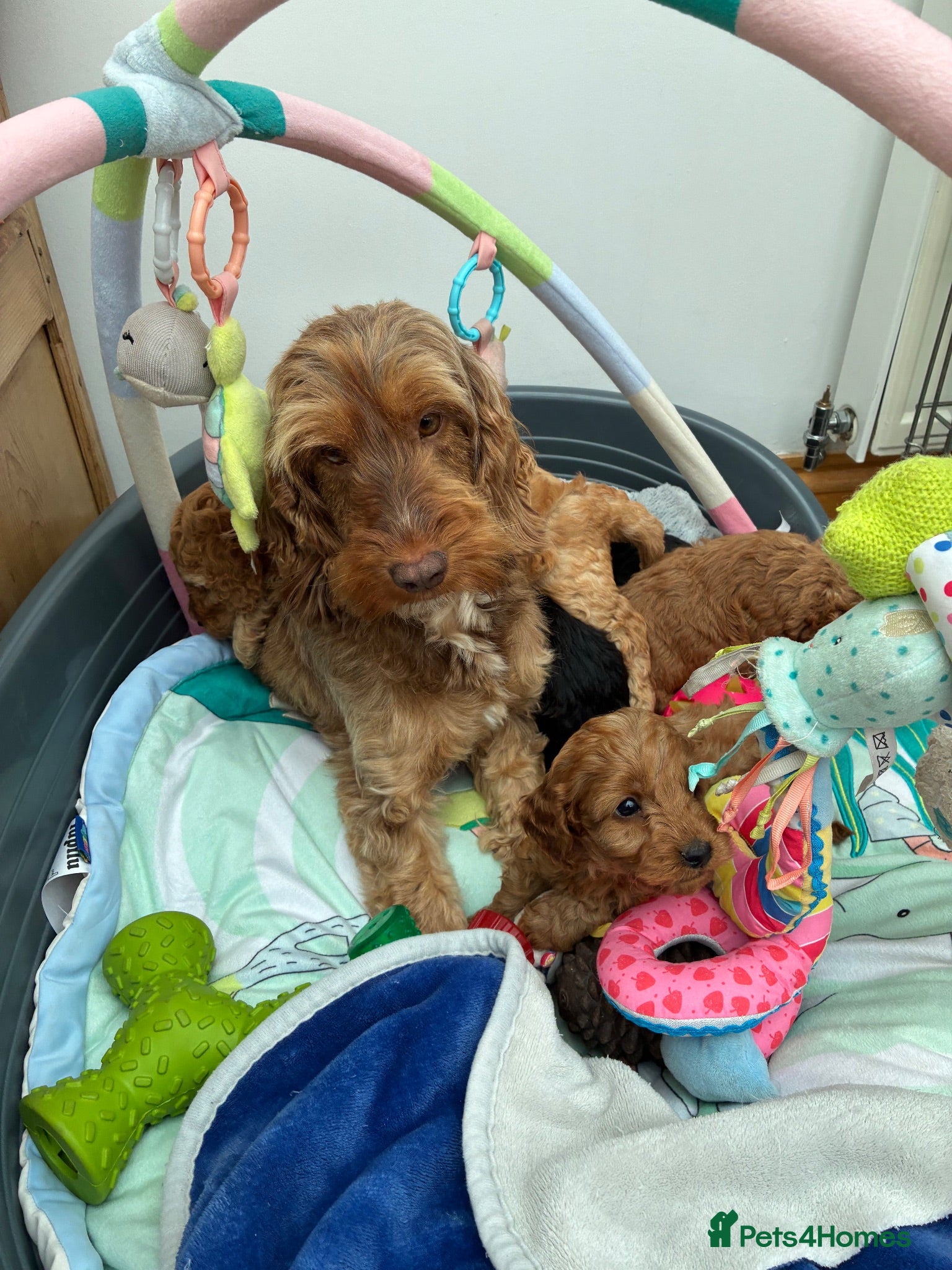 Cockapoo dogs F1b Cockapoo puppies available  - Advert 2