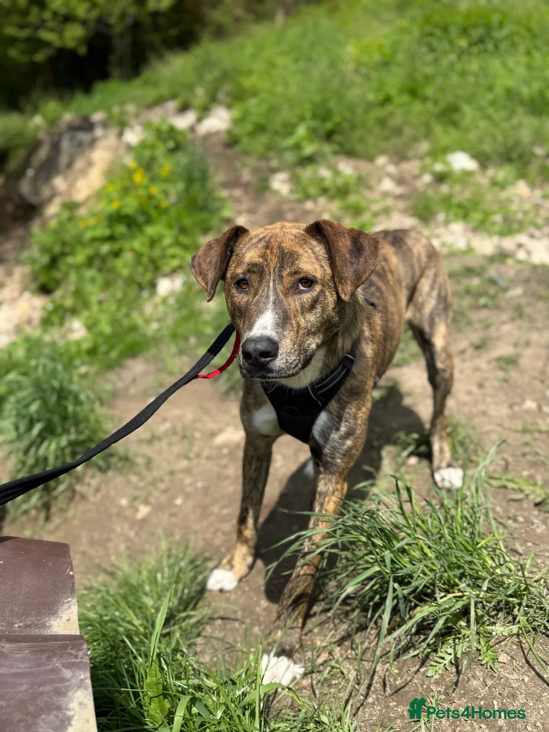 Mixed Breed dogs for adoption: Oak is looking for a family! in Brighton - Advert 6