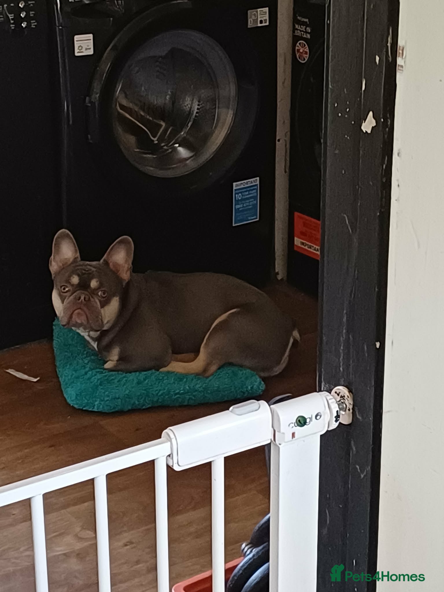 French Bulldog dogs Gismo - Advert 1