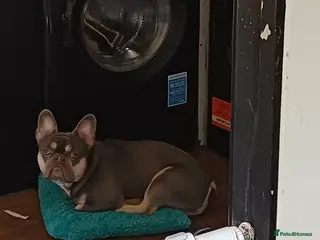 French Bulldog dogs Gismo - Advert 1