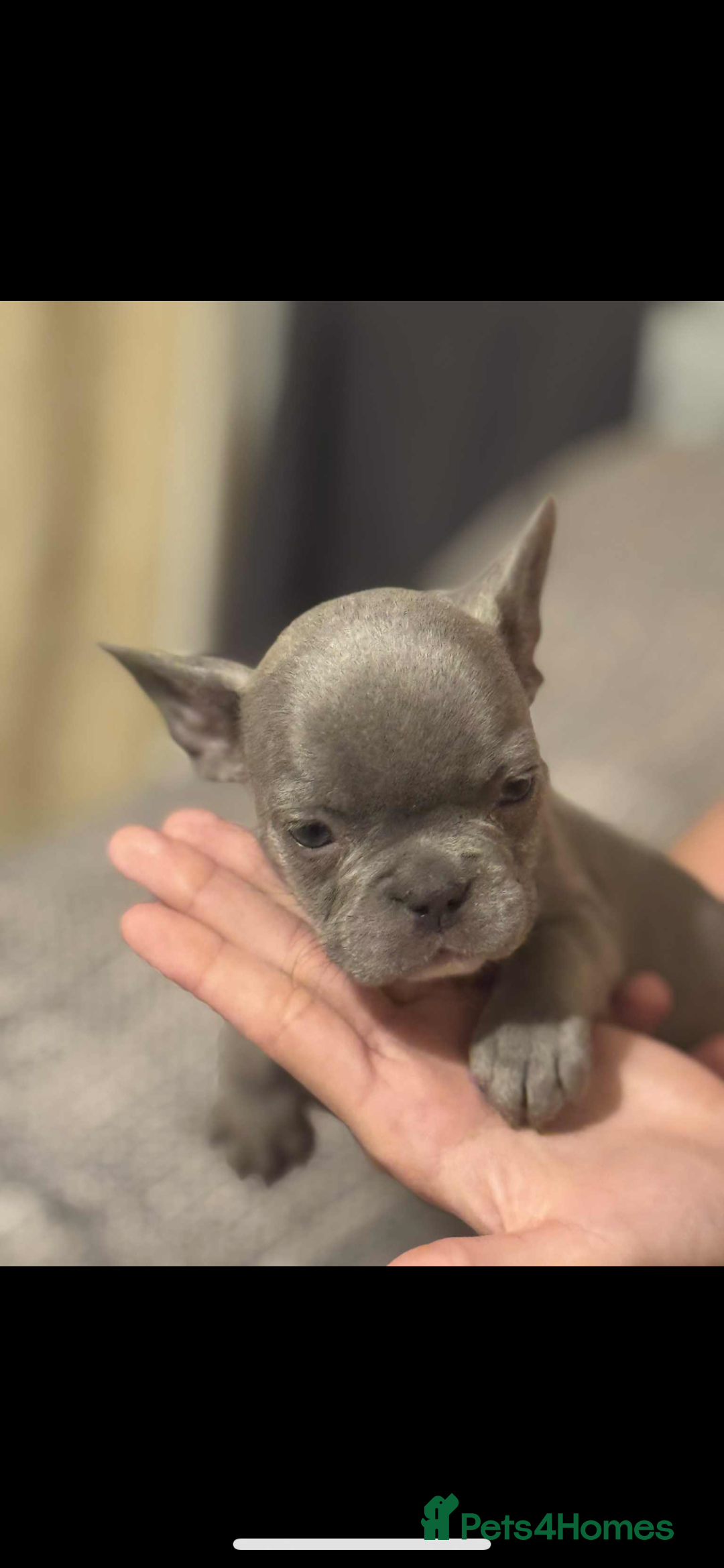 French Bulldog dogs for sale: French bulldog pups Ready & Reduced‼️ - Advert 26