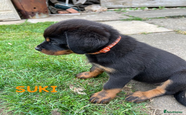 Rottweiler dogs - Advert 11