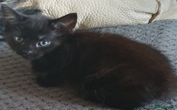 Mixed Breed cats for sale: Adorable kittens  - Image 6