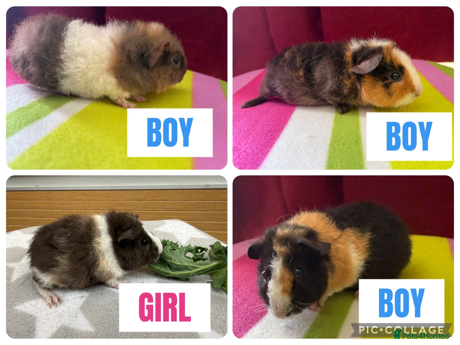 Guinea Pig rodents 3 baby male & 1 female teddy guineapigs AVAILABLE  - Advert 1