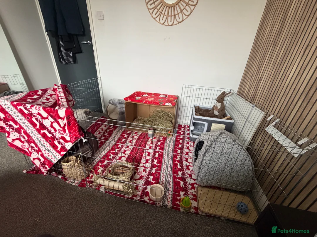Mini Lop rabbits for sale: Grey mini lop aged 7 months with full set up  in Coventry - Advert 2