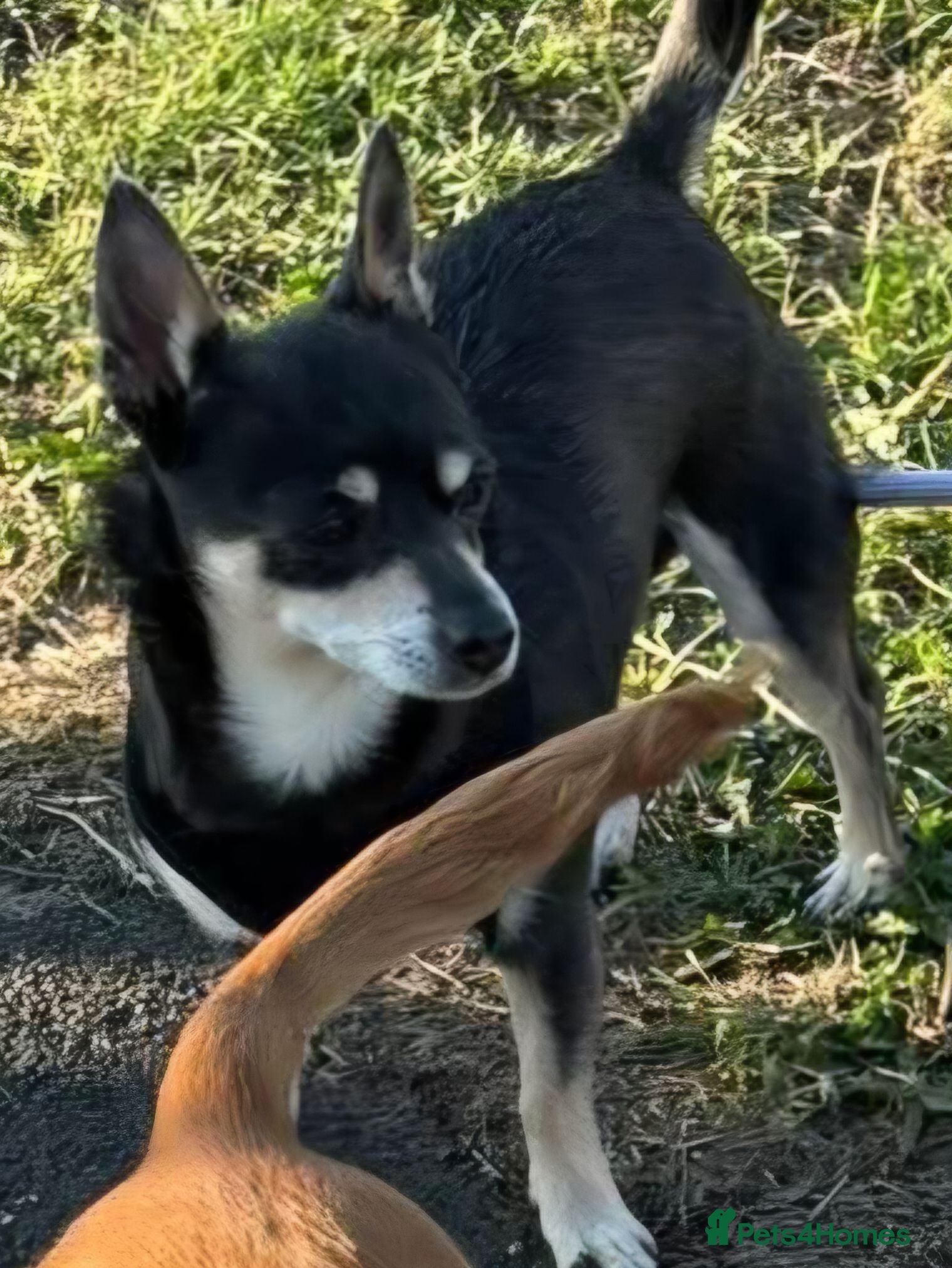 Mixed Breed dogs Cockhuahua - Advert 1
