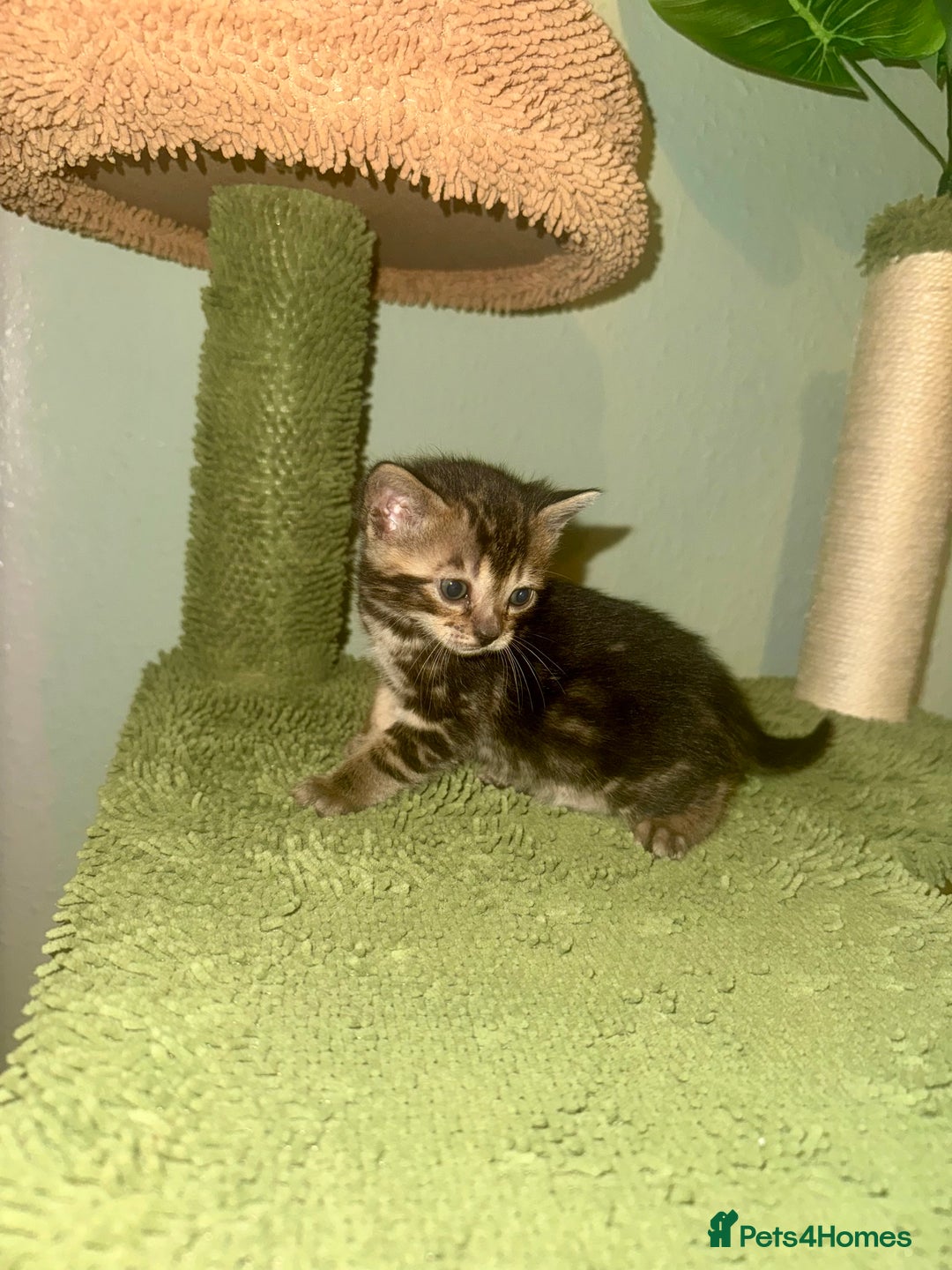 Bengal cats for sale: 3/4 bengal 1/4BSH - Advert 17