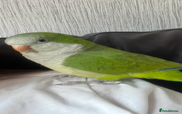 Parrots birds for sale: Quacker parrot  - Image 1