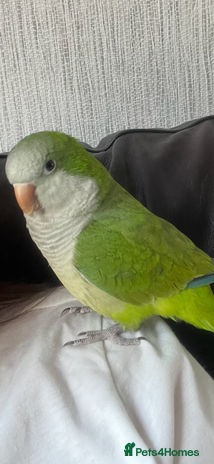 Parrots birds - Advert 1