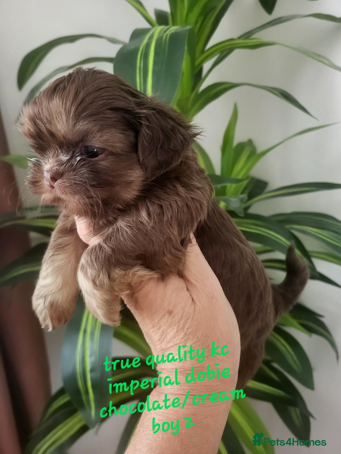 Shih Tzu dogs for sale: Quality dobie kc Imperial shih tzu  - Advert 17