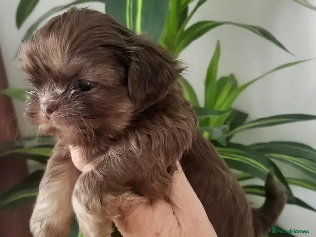 Shih Tzu dogs for sale: Quality dobie kc Imperial shih tzu - Advert 17